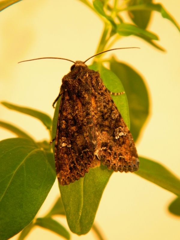 Mamestra brassicae
